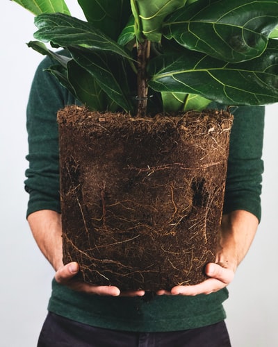 人拿着棕色与绿色植物煲
